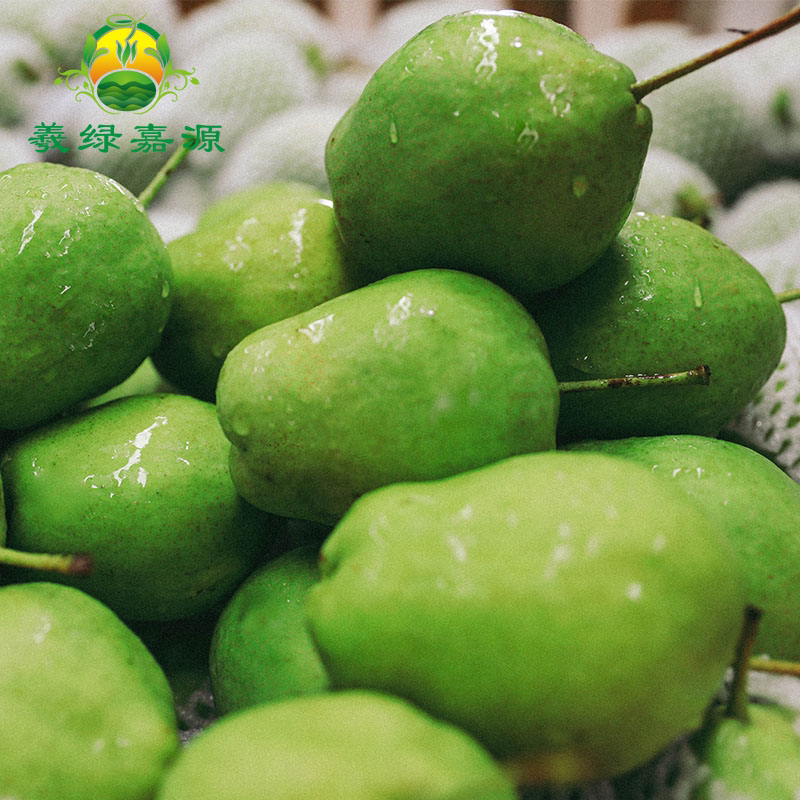 新鲜现摘梨子酥梨绿色当季应季水果10斤天水梨