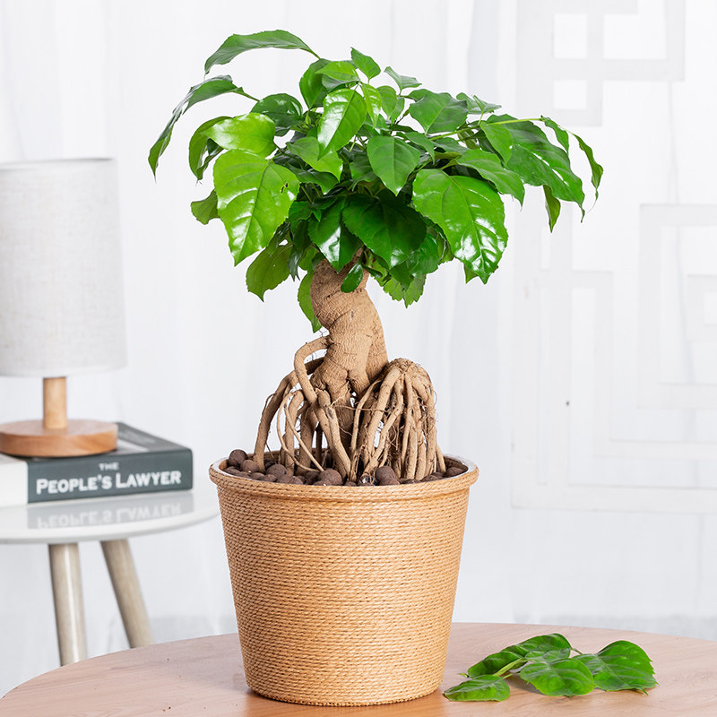 提根卉好桌面常青四季养易花卉绿宝室内办公室绿植