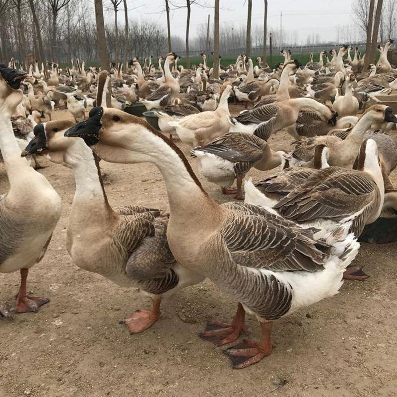 灰鹅12枚孵化蛋可受精种蛋王种蛋下蛋百子灰羽鹅蛋