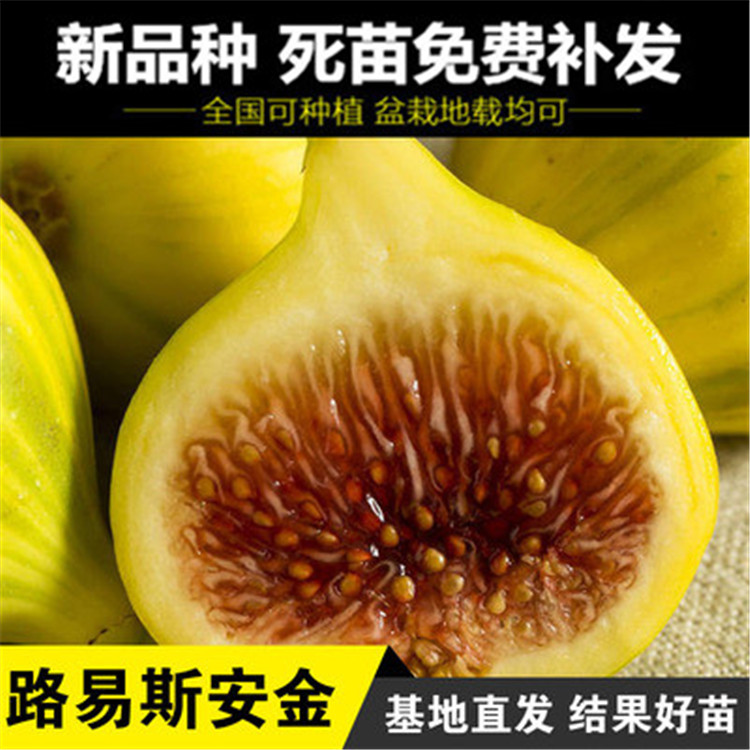 新品种路易斯安金无花果树苗适合南方北方种植当年果树