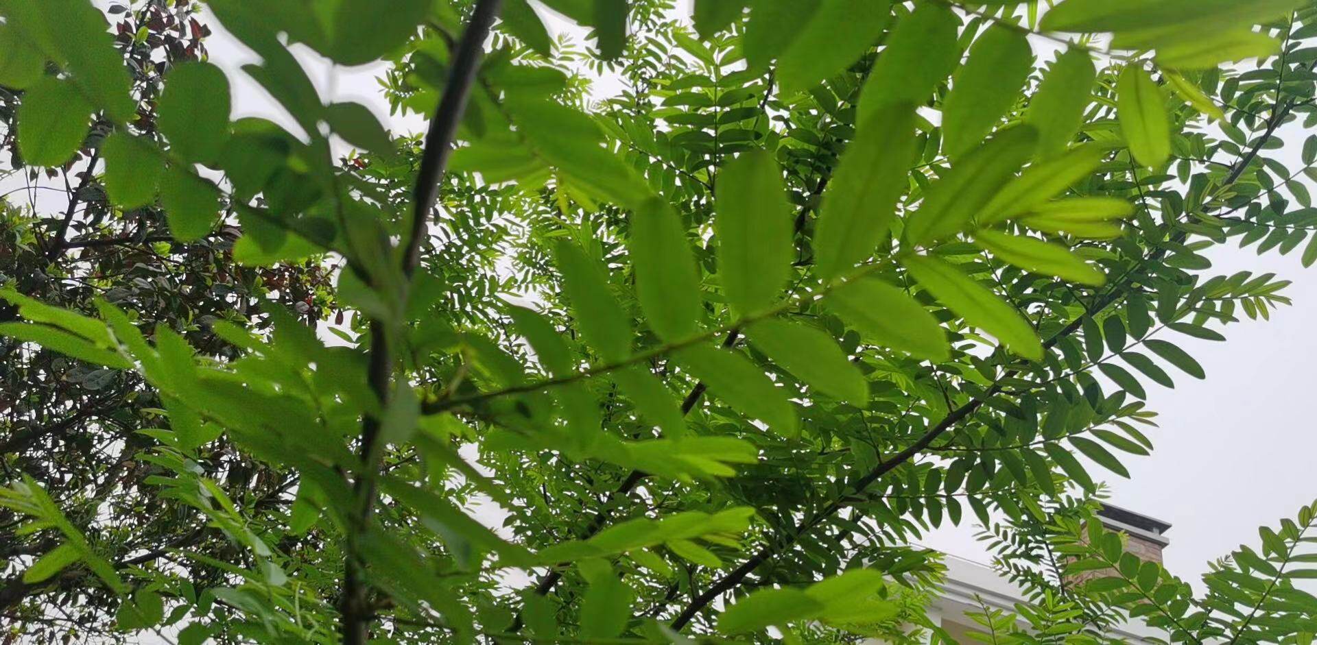 枫杨公园树苗绿化行道树杨树庭院别墅厂区遮阴行道树