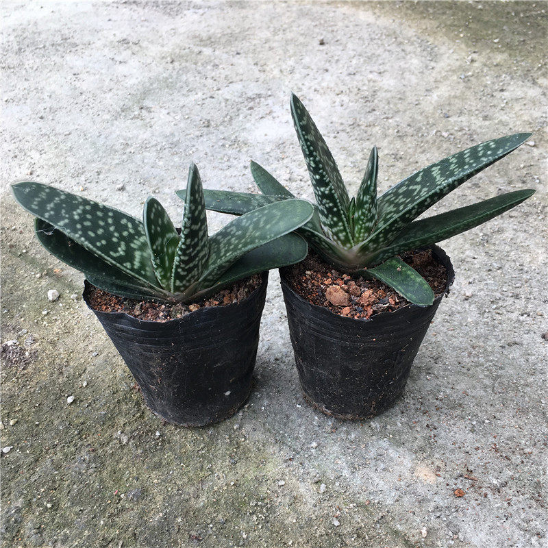 新款多肉植物元宝芦荟科室室内四季常青易养易多肉植物