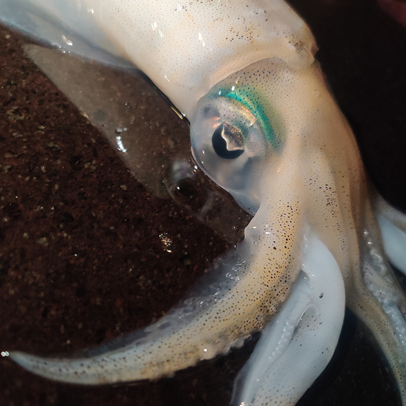 鱿鱼天然母大尾婆刺新鲜软丝鲜活北部湾北海海兔冷冻鱿鱼