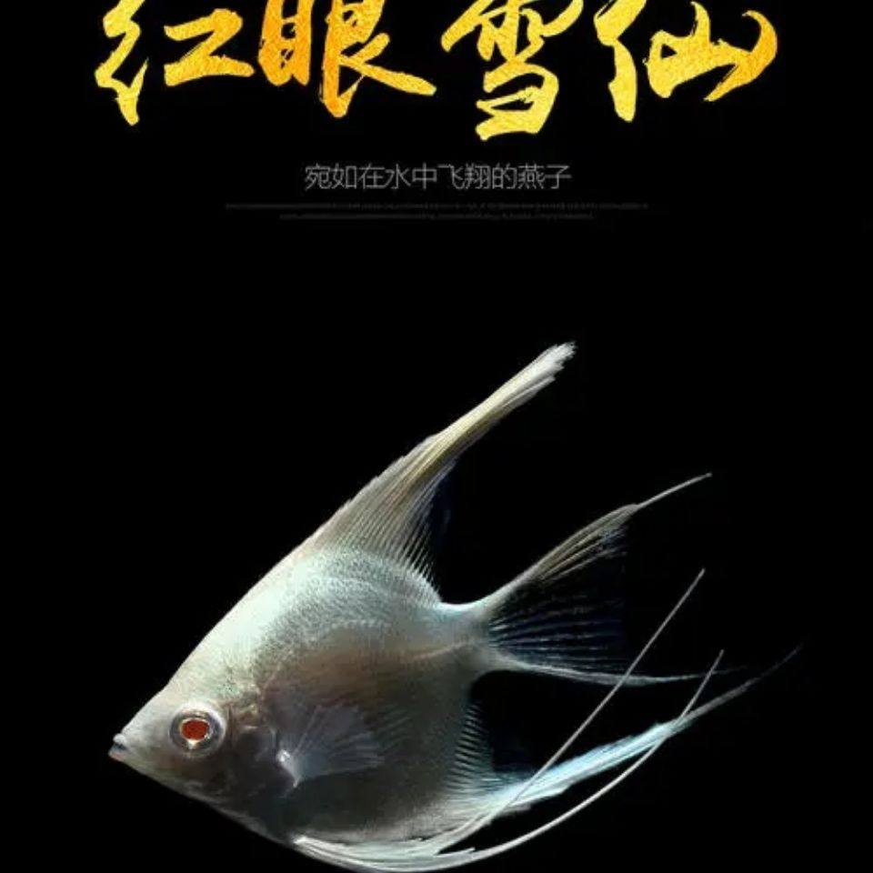 雪燕神仙仙鱼红眼雪兰白化鱼白七彩鱼热带鱼观赏鱼鱼