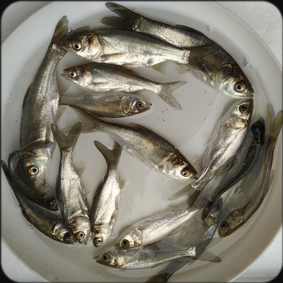 鱼苗鲢鱼淡水白鲢跳鲢活体重庆淡水鱼鱼