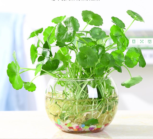 铜钱水培盆景植物好养室内花草水养四季常青绿植