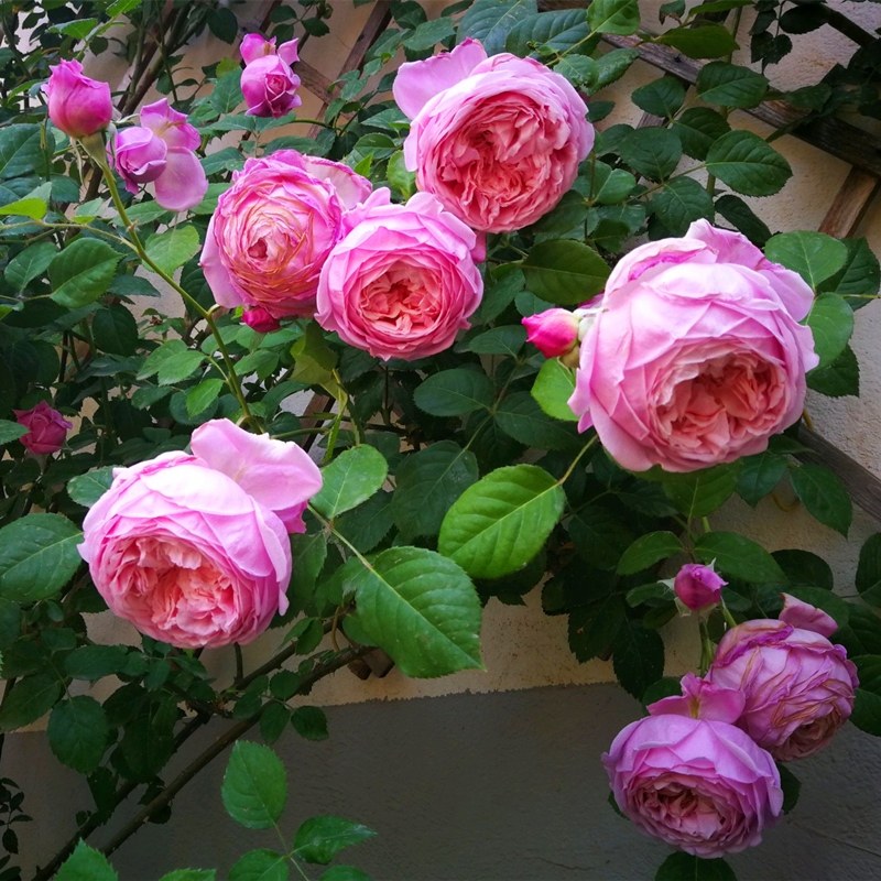 藤本月季自由精神庭院四季浓香抗病包子大花盆栽时令草本花卉