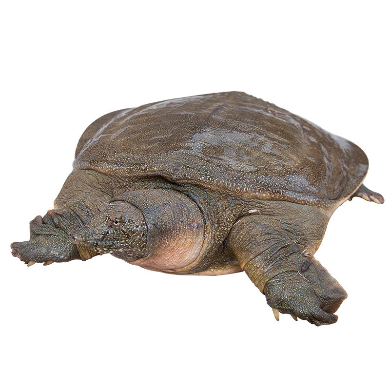 25斤鲜活水库原生态黑花甲鱼5年野外生长青黄甲鱼