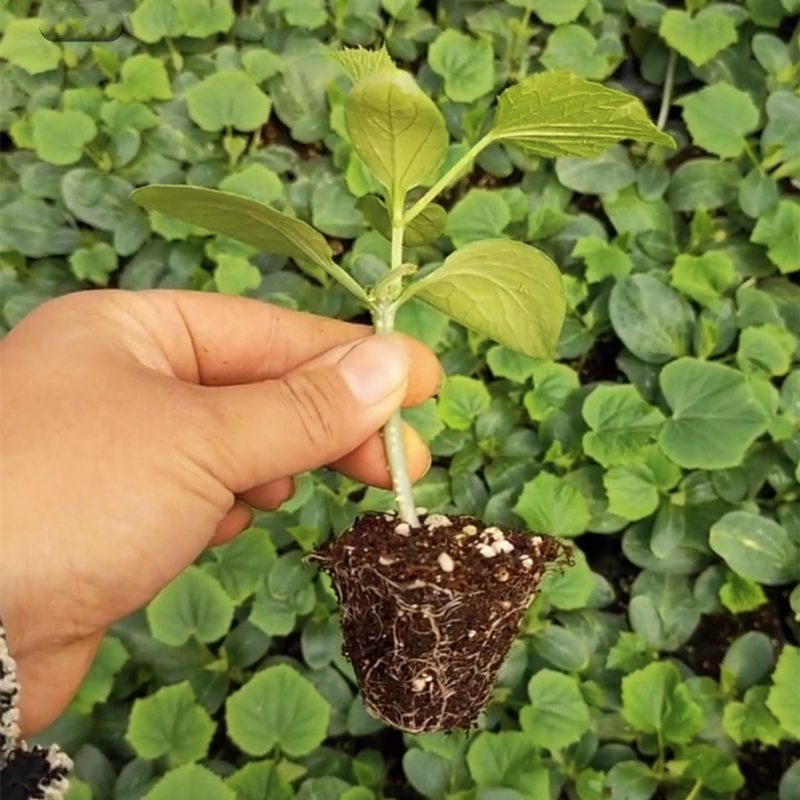 荷兰水果黄瓜种子苗秋盆栽秧四季青瓜小蔬菜种籽家庭园艺种子