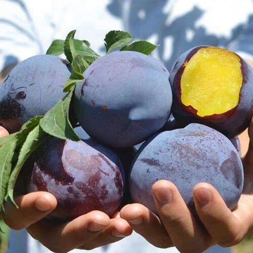 现货陕西黑布林大李子带箱10斤酸甜黑布仑当季新鲜孕妇水果