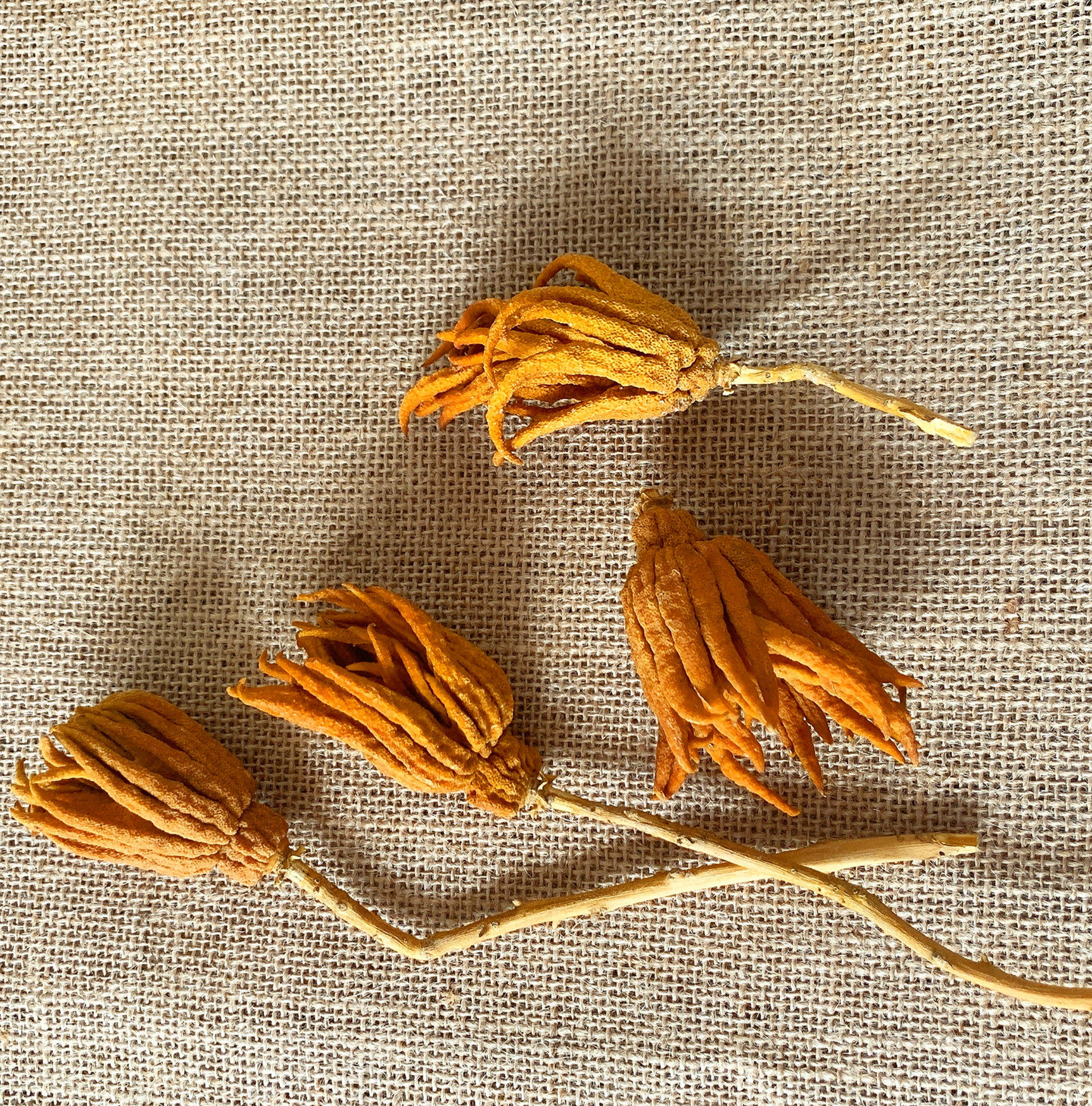 佛手干果金华整个干小标本摆件佛手果