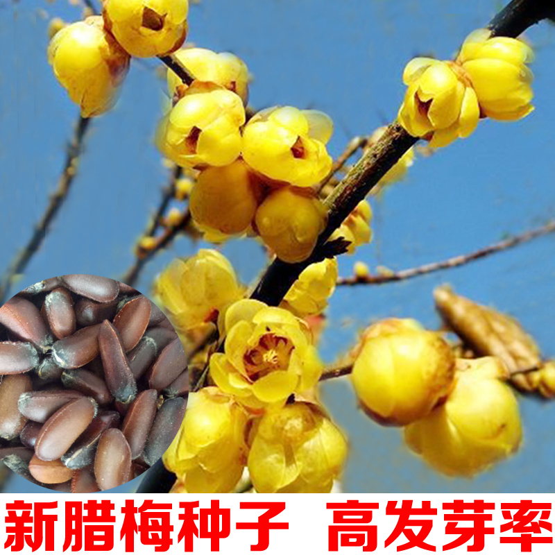 梅花种子腊梅浓香香型黄梅花冬梅素心金梅花卉家庭园艺种子