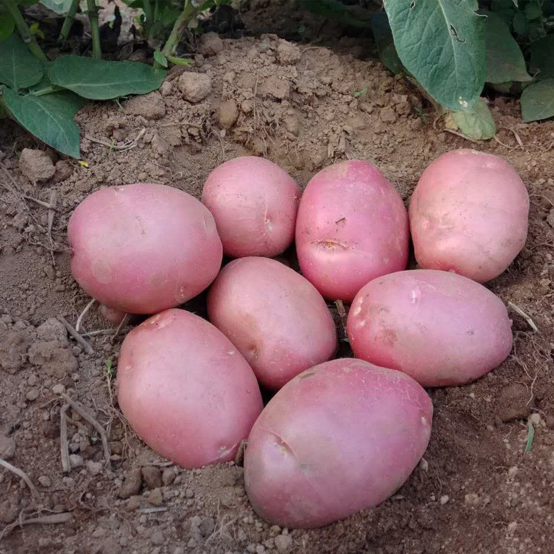 宁夏马铃薯五斤蔬菜种子固原西吉面粉自种农家土豆