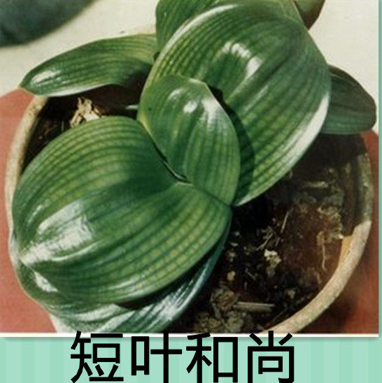 君子兰短叶盆栽花卉雀兰阳台桌面精品绿植