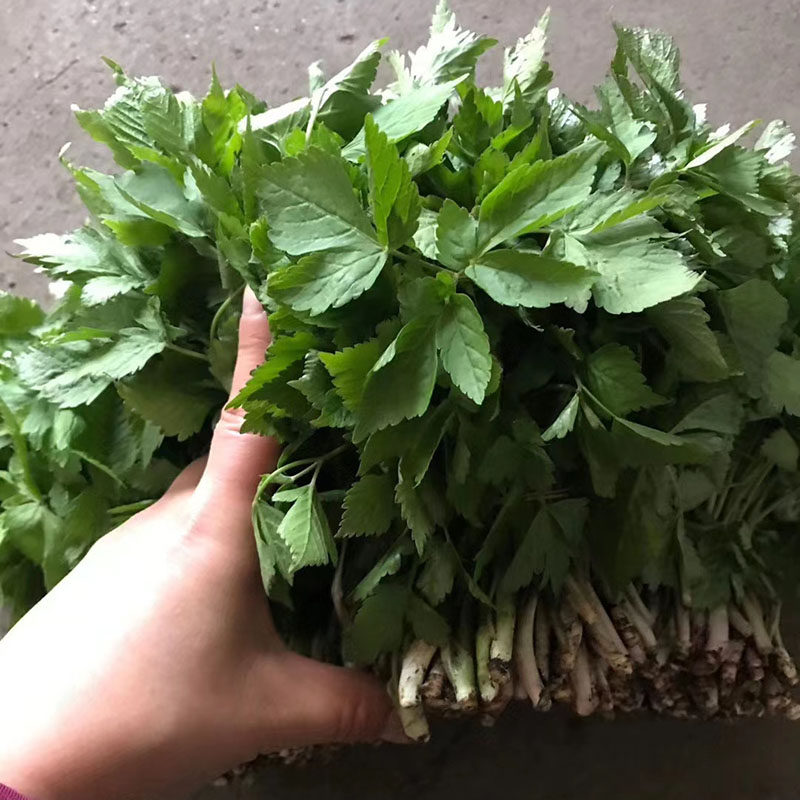 长白山野生山芹菜大叶东北山野菜炒菜包包子包子500克满其它