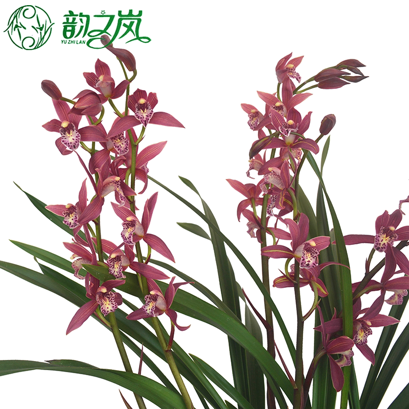 兰花韵之兰花紫紫霞仙女四季花苗浓香绿植盆栽时令草本花卉