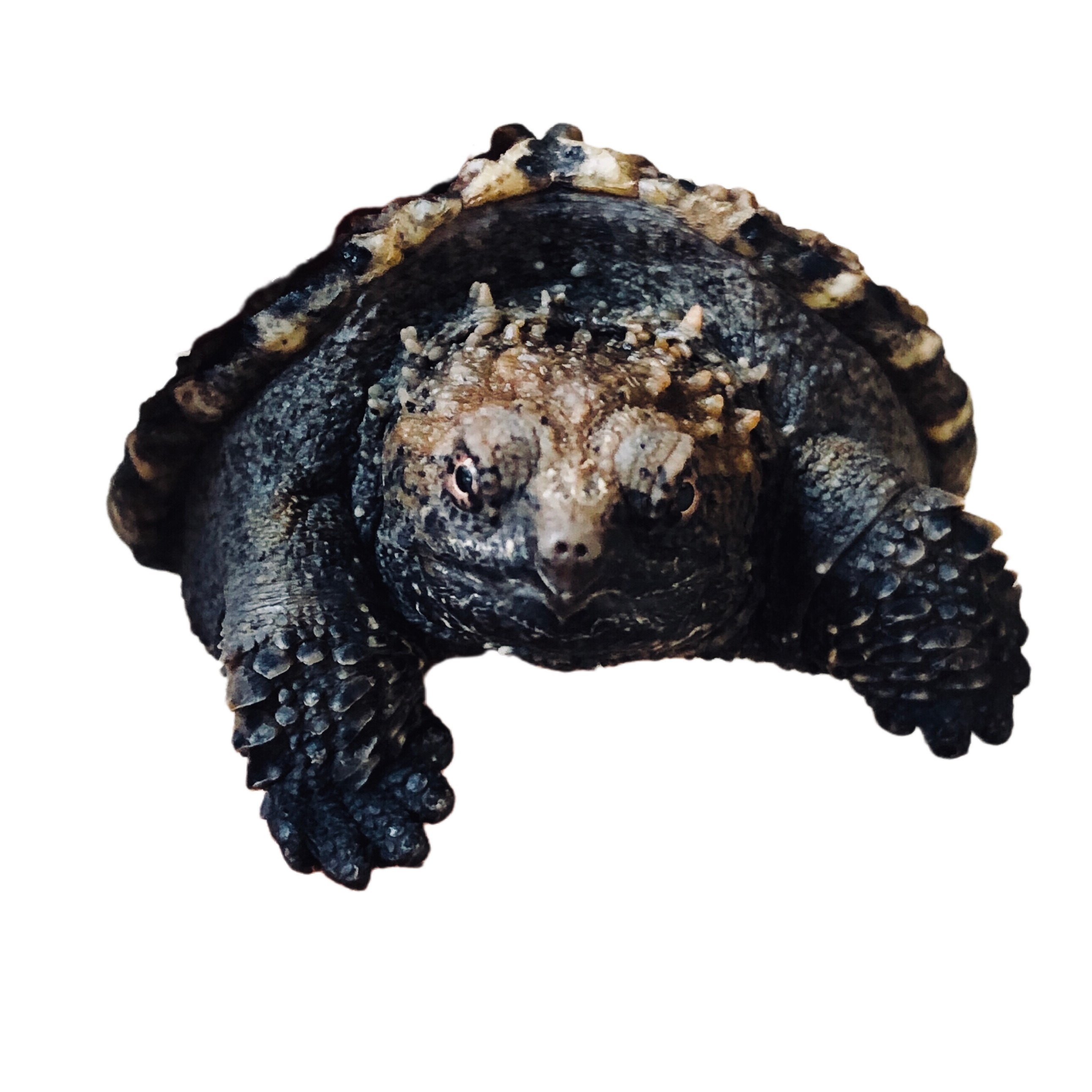 大淘人折扣商城 文体 黑旗龟族 原种纯佛鳄龟 暴