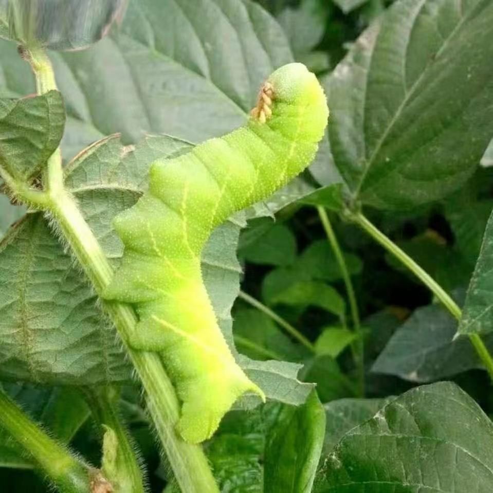 灌云鲜活豆丹活豆大青豆青猪儿芝麻鲶鱼活饵其它生肉制品