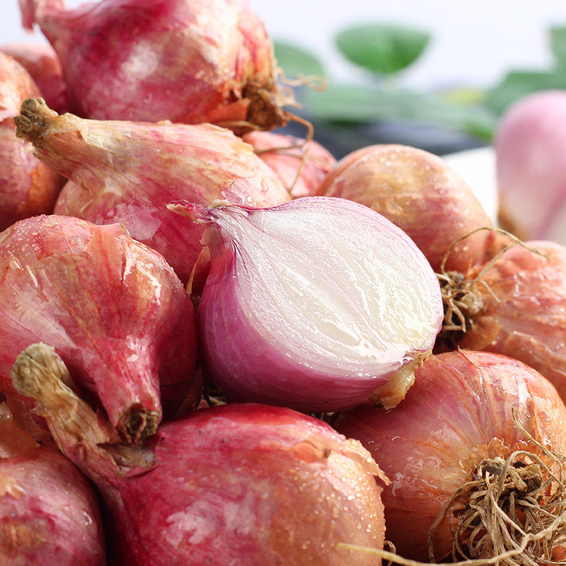 东北小毛5斤农家种植新鲜采摘洋葱头酱菜小洋葱葱类