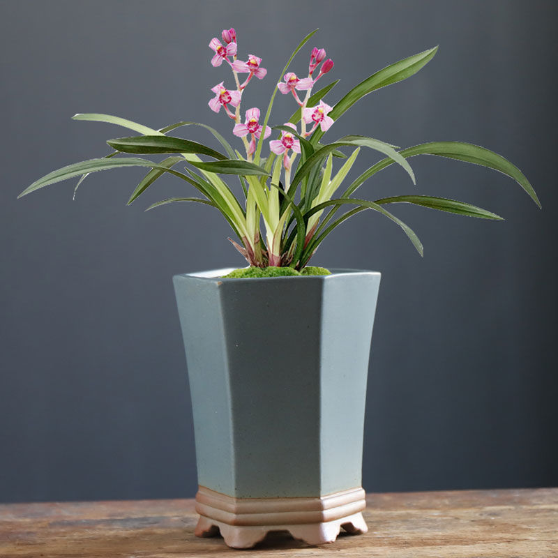 兰花花盆紫砂粗陶吊兰专用家用绿植蝴蝶兰君子兰花盆