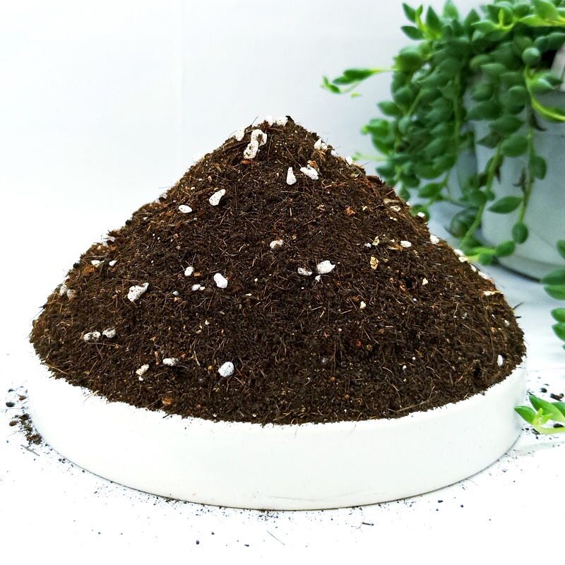 茉莉栀子杜鹃蓝莓山茶花白兰花喜酸性植物专用营养土酸性土壤