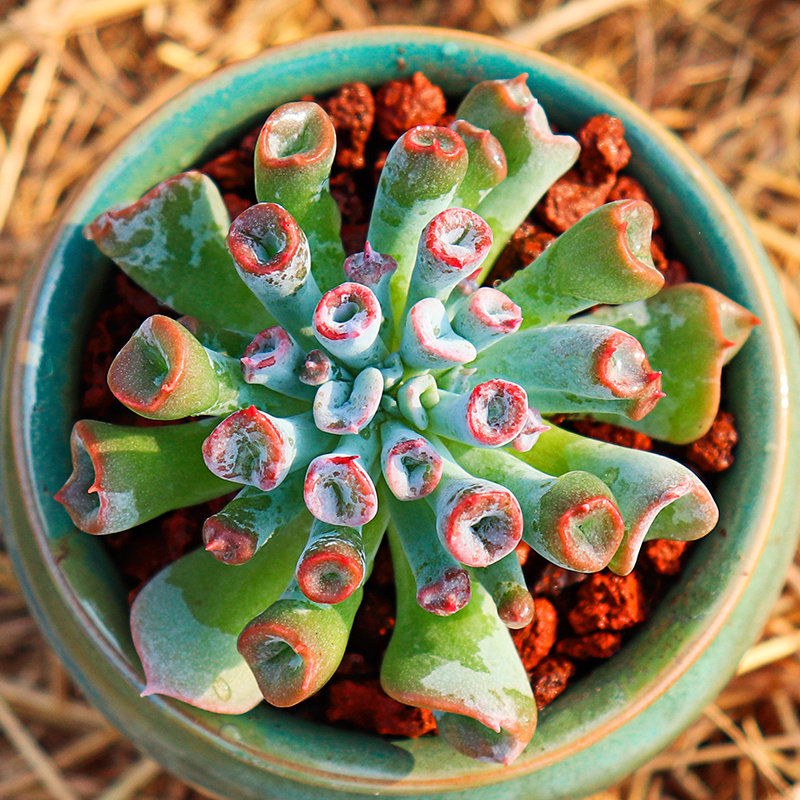 肉肉植物多肉魔笛猪鼻子多花卉绿植盆栽防辐射多肉植物