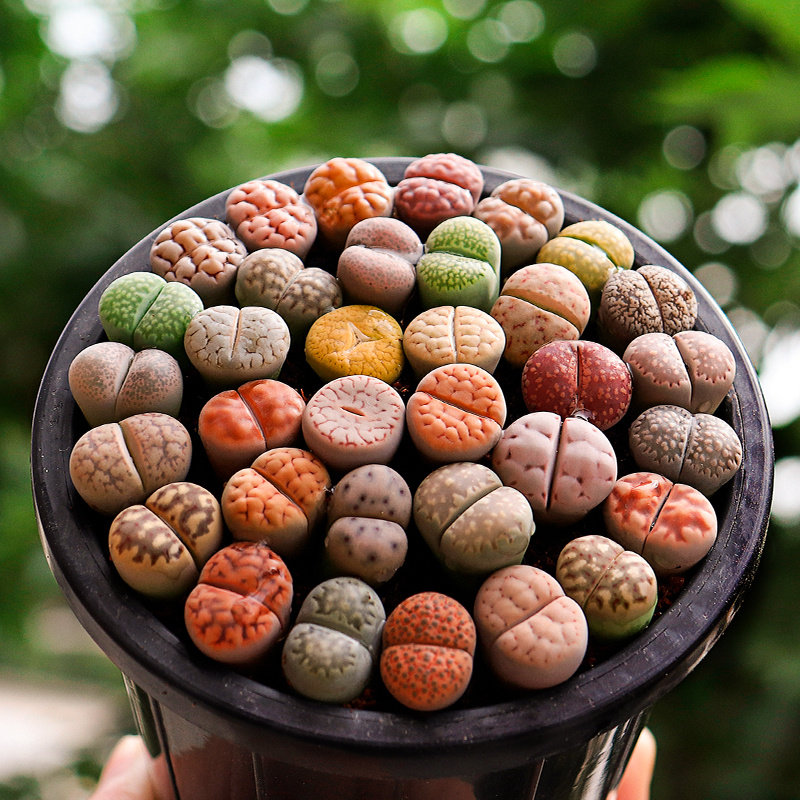 防辐射办公桌生石股新品屁屁花多植物花卉绿植石生花多肉植物