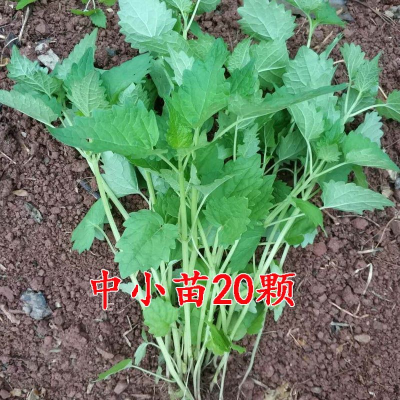 四川新鲜藿香小苗5颗鱼香盆栽霍香阳台花园绿植