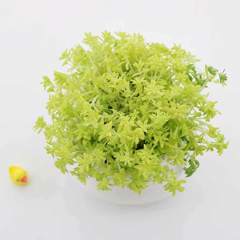 植物黄金万年室内肉肉绿植盆栽花卉多肉植物