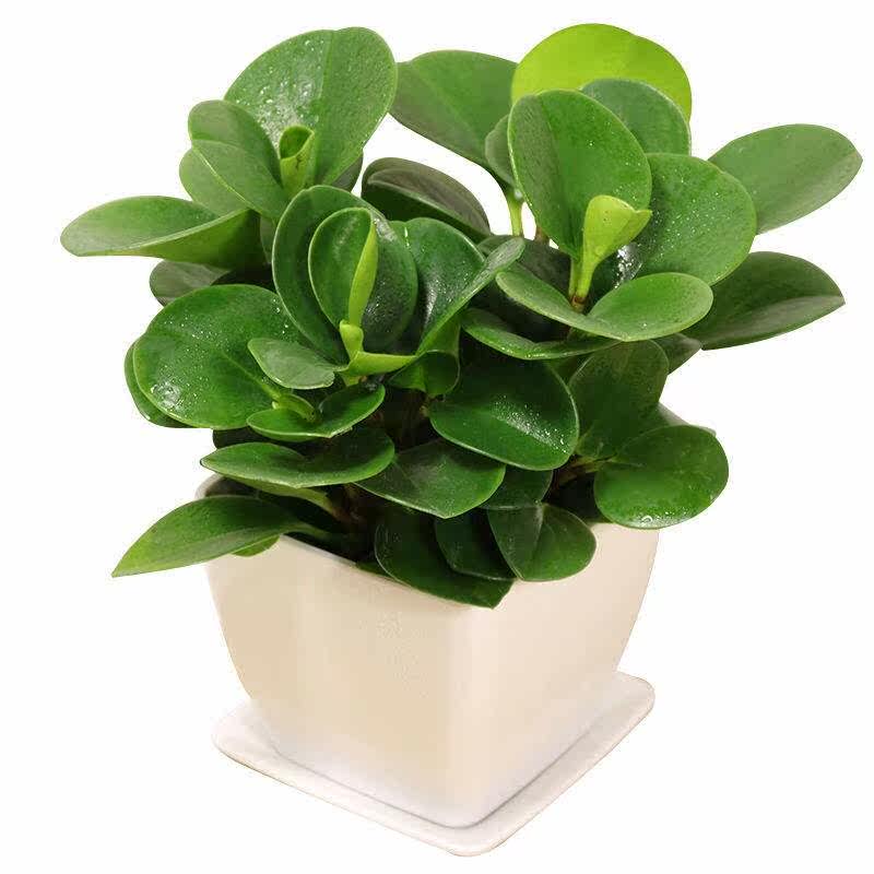 甲醛不含-20cm15cm植物青叶碧玉绿植绿植