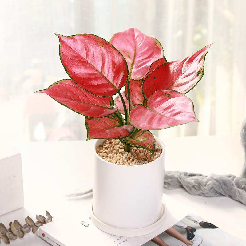 吉利如意皇后盆栽植物办公办公室室内客厅花卉绿植