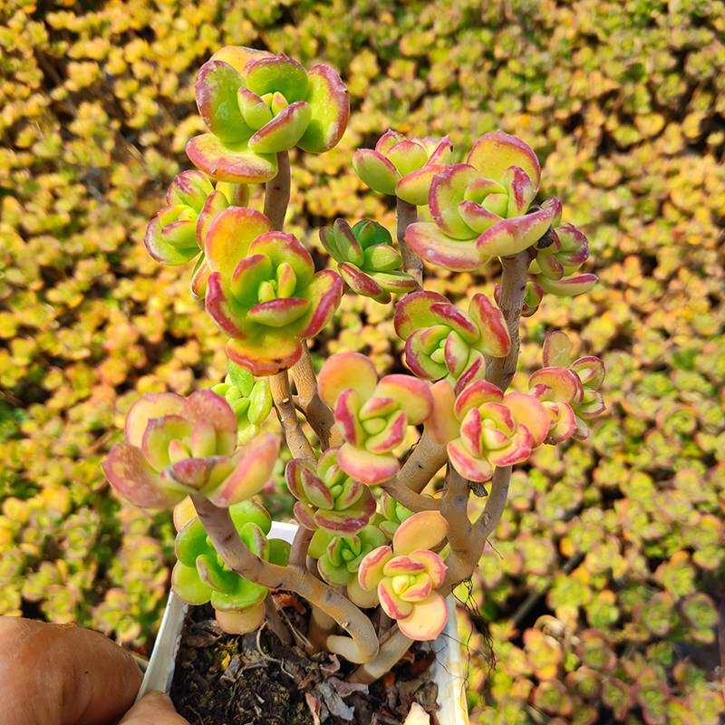 基地小叶红梅老桩精品多肉植物盆栽多肉植物