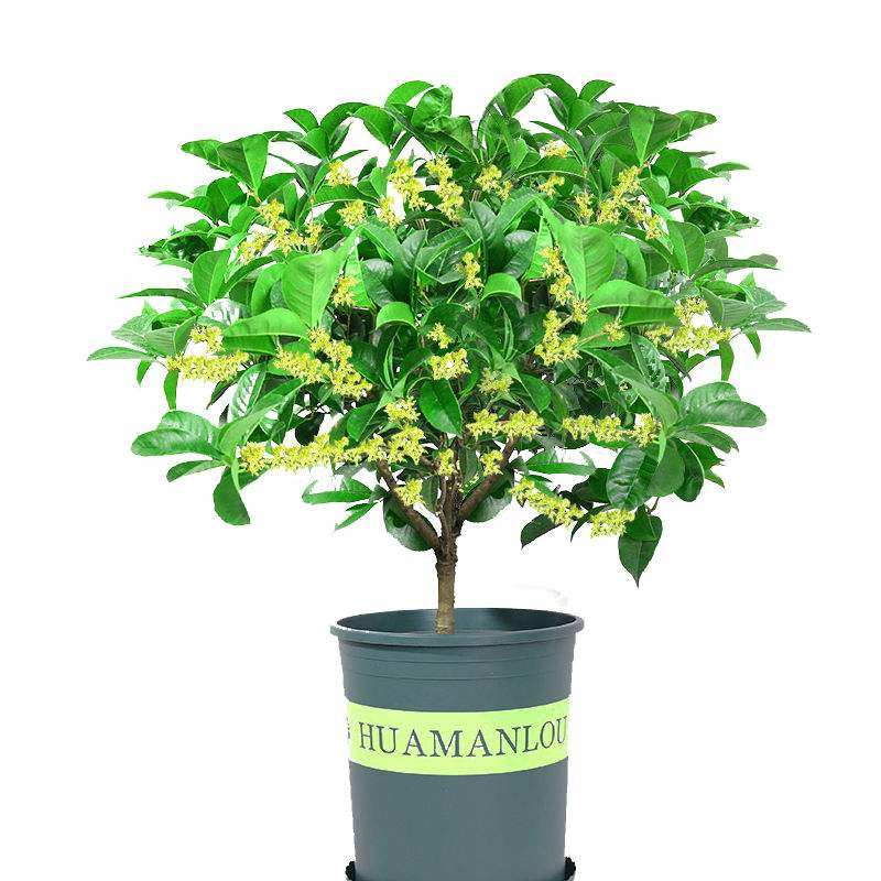 树苗花卉不含15cm10cm绿植盆栽阳台庭院耐旱绿植