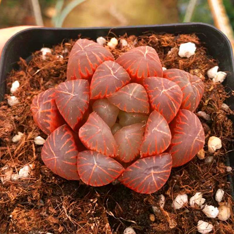 满额包邮多植物血丝玉露红色精品肉肉组多肉植物