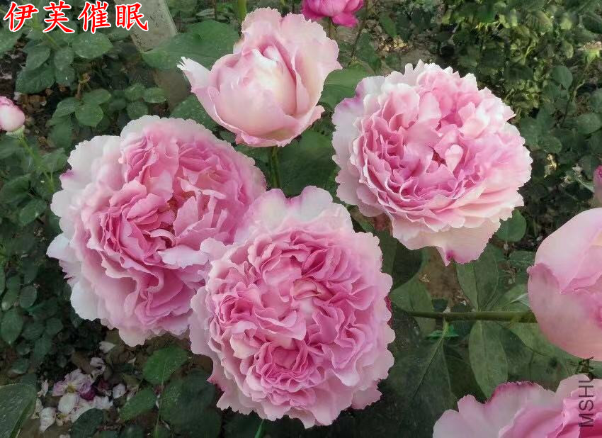 伊芙芳香催眠月季系列扦插苗大浓香庭院阳台花卉