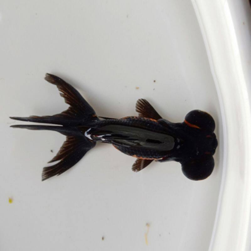 活体金鱼小金鱼活鱼锦鲤鲤鱼蝶尾冷水鱼兰寿观赏鱼