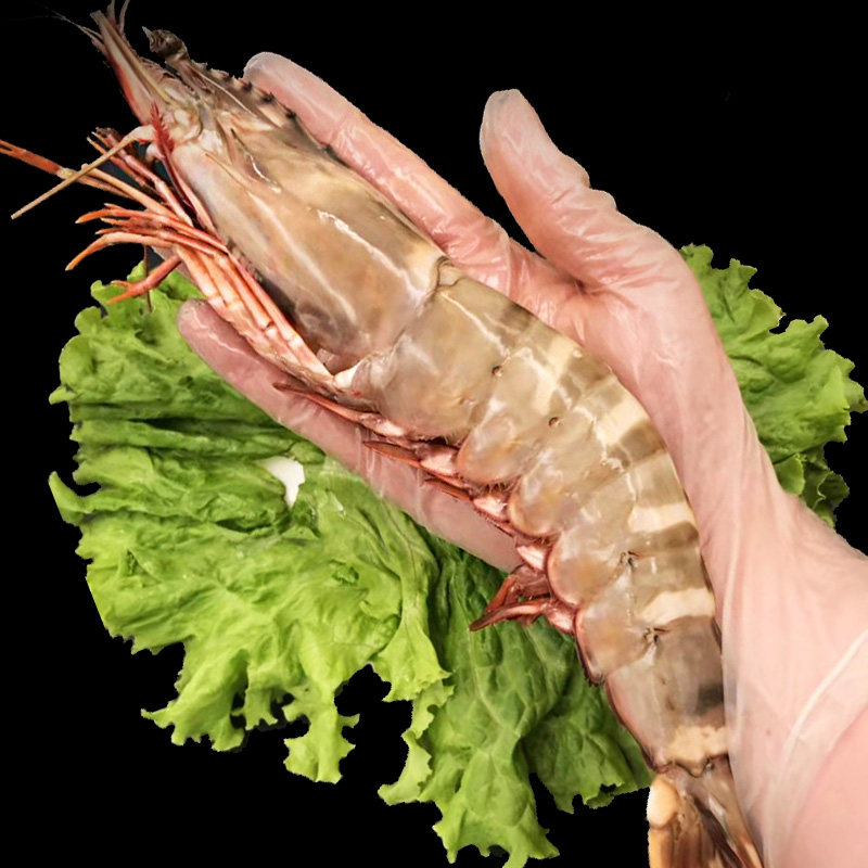 虎虾鲜活超大老虎虾海鲜特大虾新鲜竹节虾斑节虾冷冻对虾水产包邮