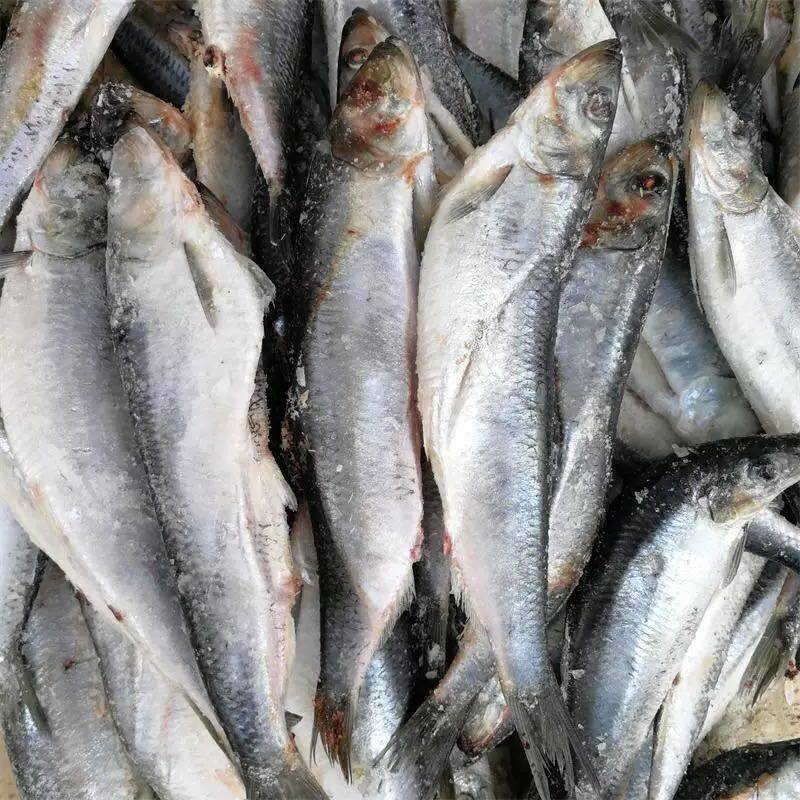 新鲜青鱼沙丁鱼鲱鱼温鳁鱼满籽满油白整条海鱼其它