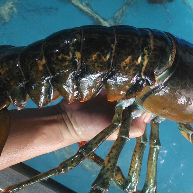 龙虾鲜活波士顿海鲜水产进口超特特大帝王澳洲活虾