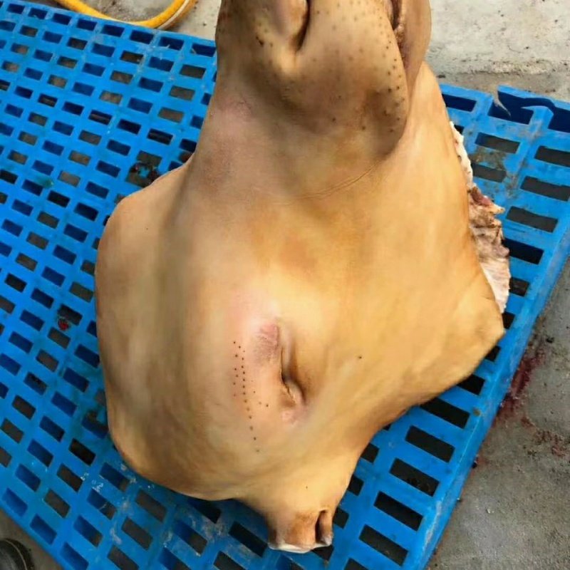 生牛头新鲜生整个整只牛头宴专用40到50斤左右去毛不带牛舌包邮