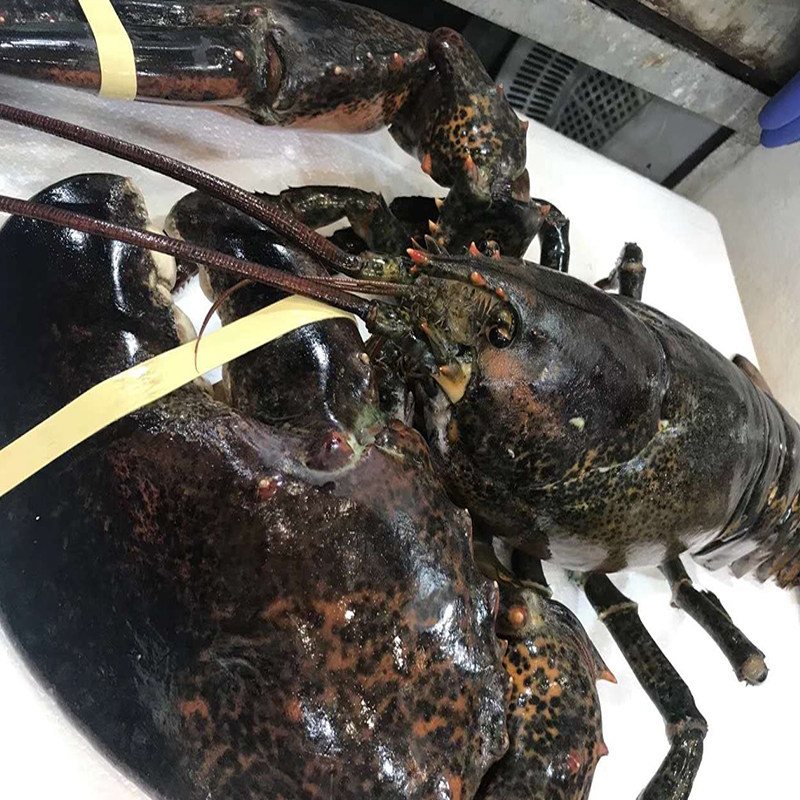龙虾鲜活波士顿海鲜水产进口超特特大帝王澳洲活虾
