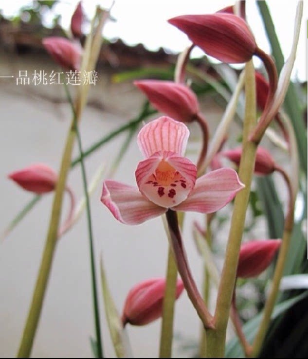 兰花莲瓣一品桃红包邮花苗客厅花卉阳台盆栽时令草本花卉