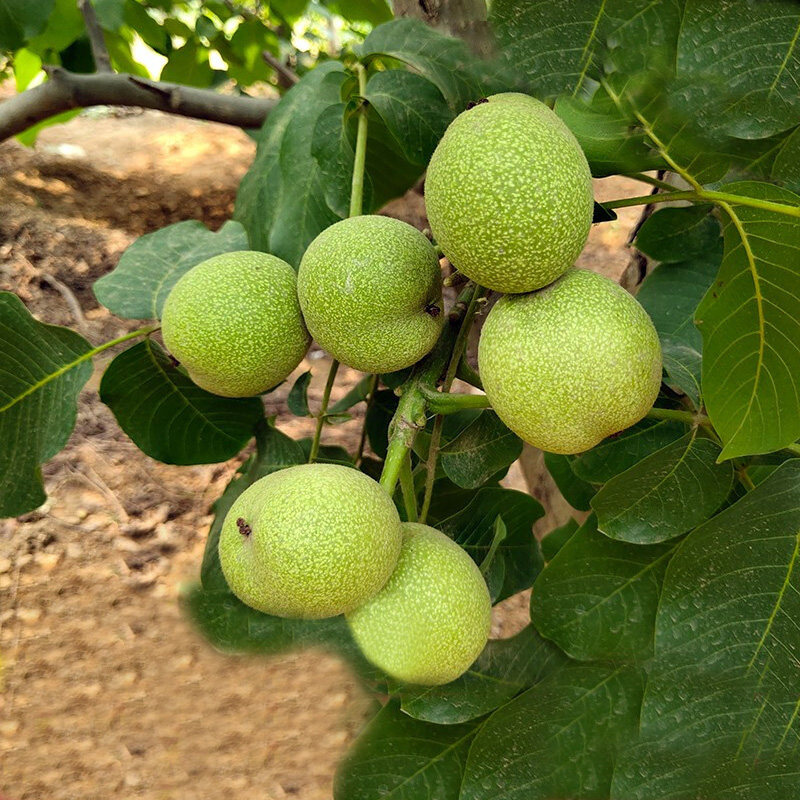 核桃核桃树树苗嫁接香玲8518纸皮文玩南北方种植果树