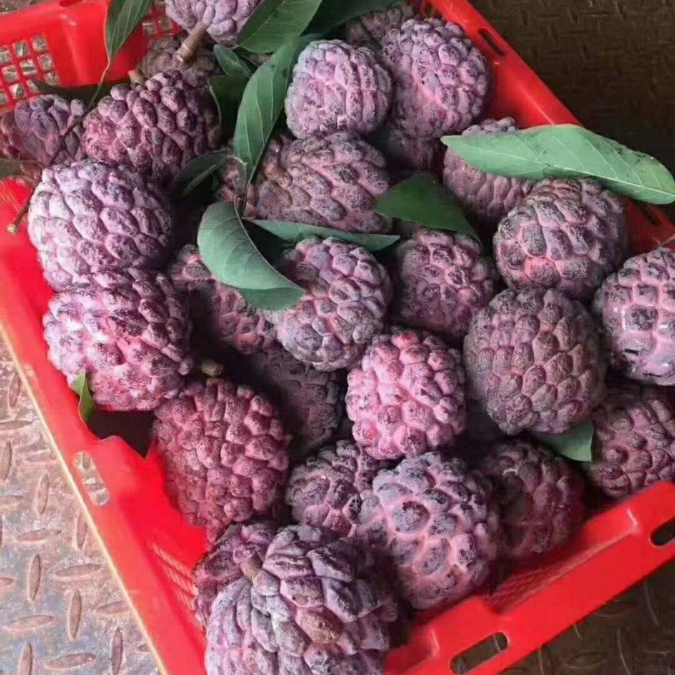 新鲜上市红色荔枝玫瑰释迦海南水果5斤包邮番荔枝