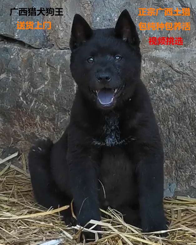 纯种中华田园犬广西土猎犬大头虎斑打猎犬活体幼犬土狗串串狗包邮