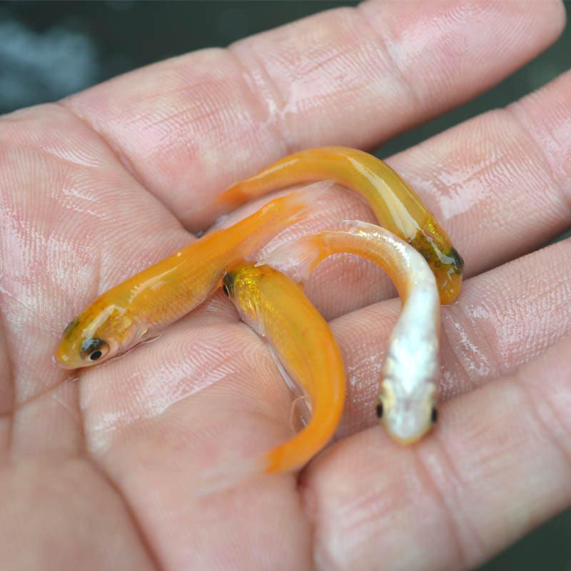 鱼苗草鱼俄罗斯金草鱼淡水养殖食用冷水观赏鱼红草鱼