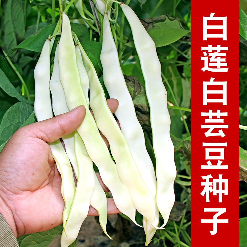 种子芸豆豆角扁豆大白东北四季白莲肉厚白芸豆家庭园艺种子