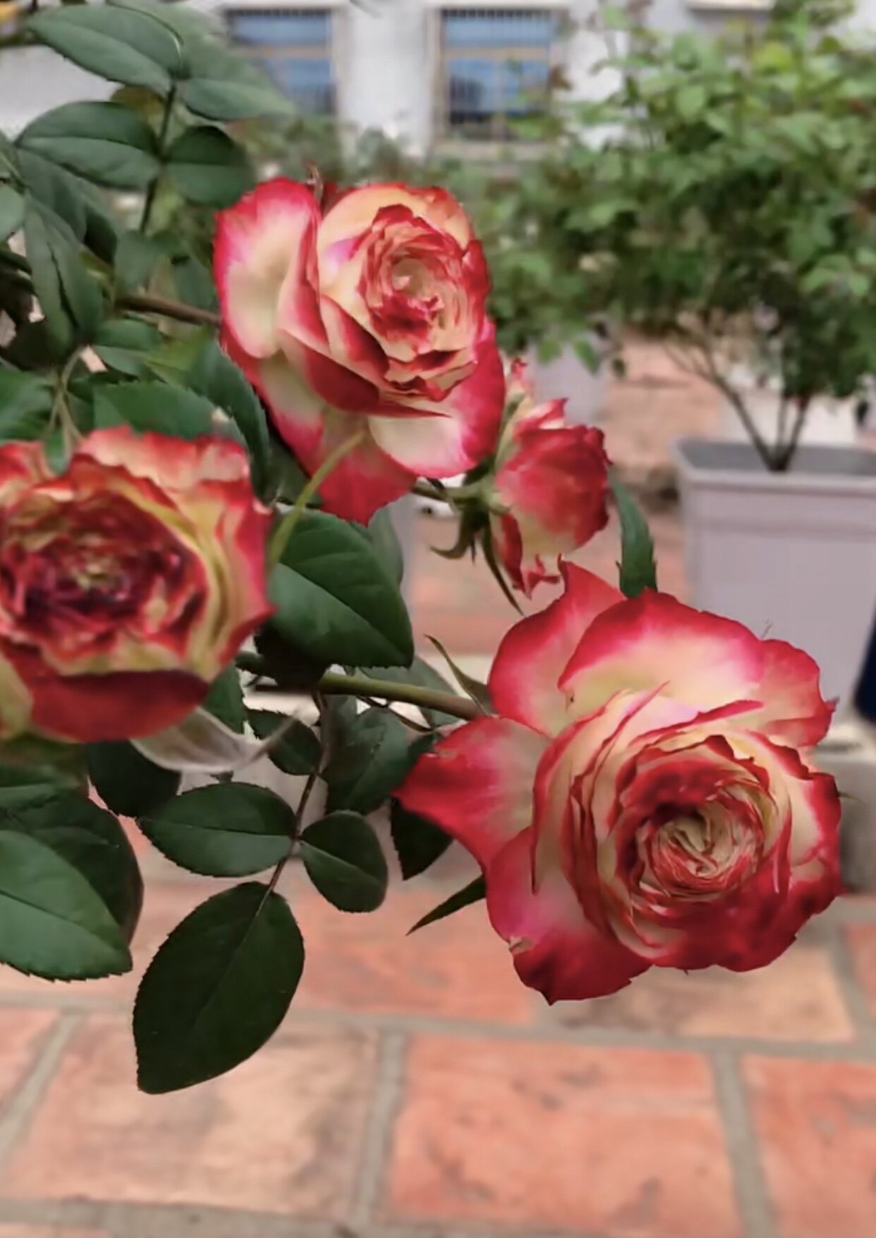 苹果杰克肯尼亚进口新品切花玫瑰玫瑰花花苗花期花卉