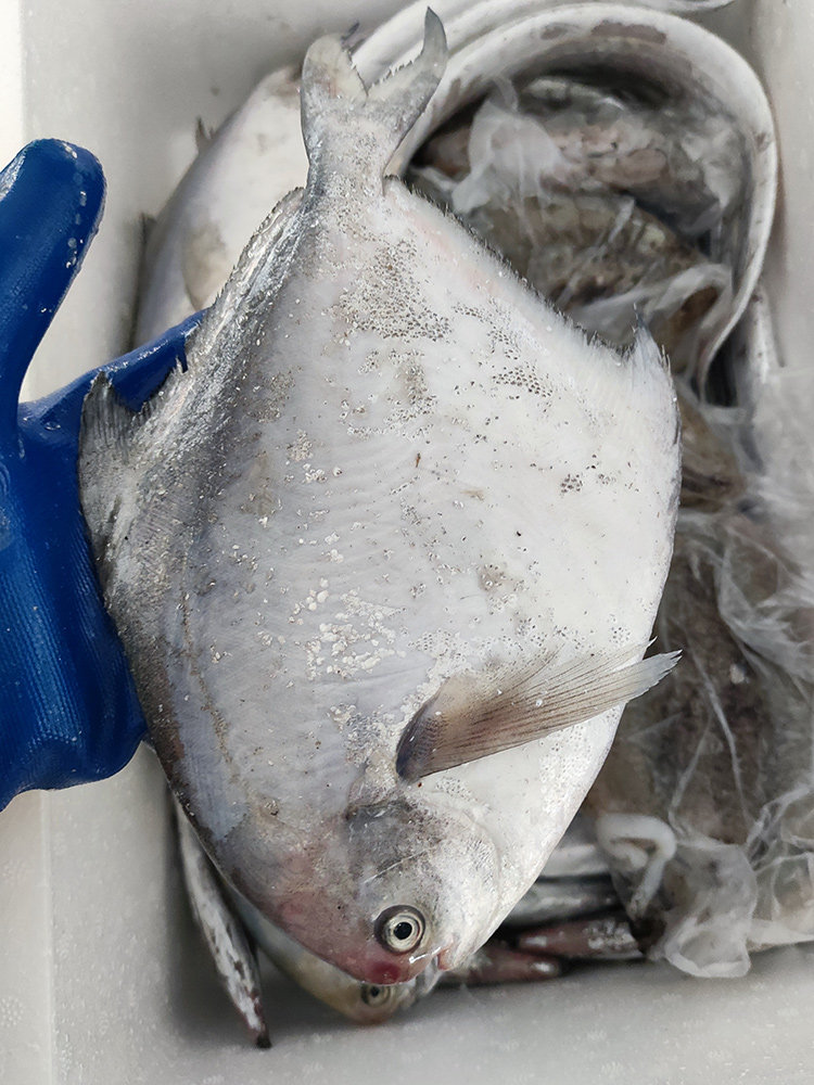 鲳鱼新鲜银鲳鱼白鲳鱼大鲳鱼野生包邮冰鲜东海舟山 5-7两/条 3斤