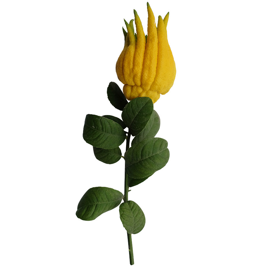 佛手金华带枝水养插花水培鲜果新鲜佛手果